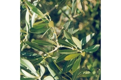 Image Image
